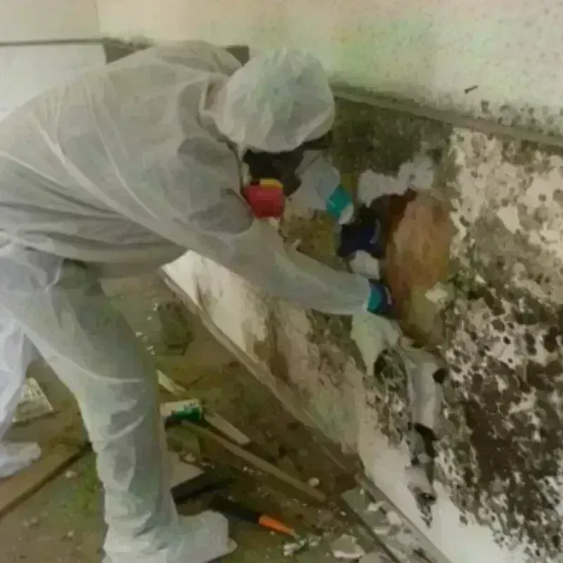 Mold Remediation and Removal in Marion, NY